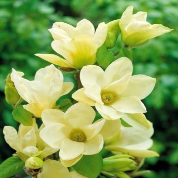 Magnolia Yellow River