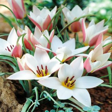 Tulip Species Lady Jane