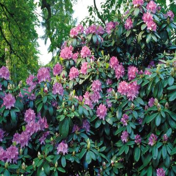 Rhodondendron catawbiense blue