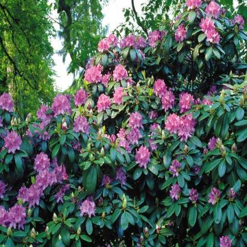 Rhodondendron catawbiense blue