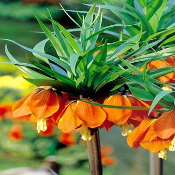 Fritillaria Imperialis