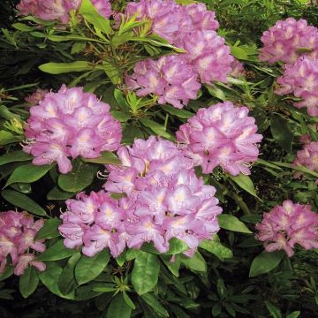 Rhodondendron hybrid Alice