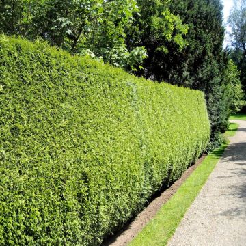Thuja Brabant Haag