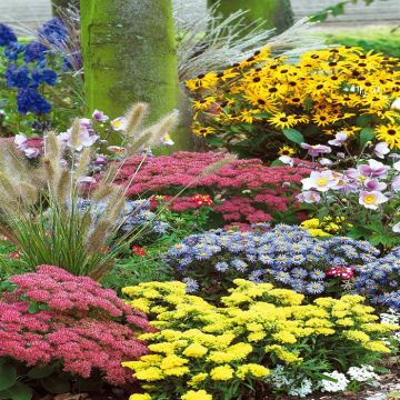 Summer Garden B