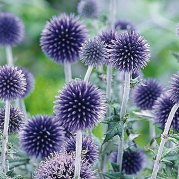 echinops
