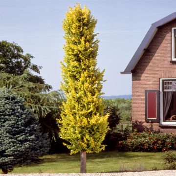 Ulmus holl. wredei