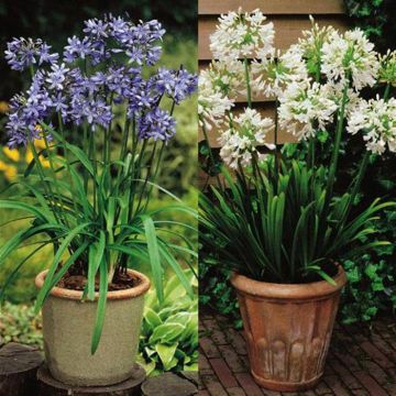 Agapanthus Blue and White