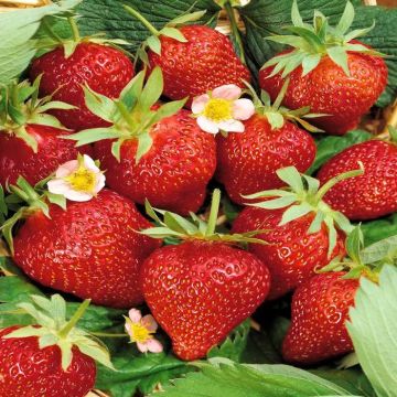 Fragaria Ostare C