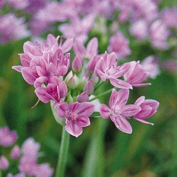 Allium roseum