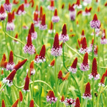 Primula vialii
