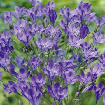 Brodiaea Alllure