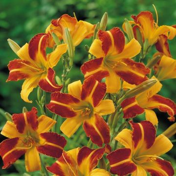 Hemerocallis Frans Hals