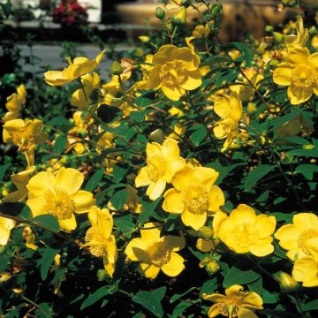 Hypericum Hidcote