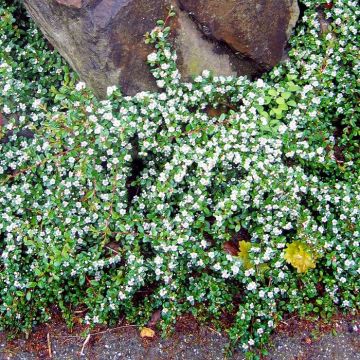 Cotoneaster x suecicus Coral Beauty