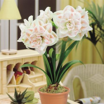 Amaryllis Nymph with Salsa