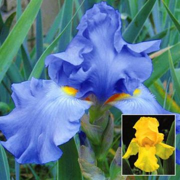 Iris Barb. Heav.Blue+Golden