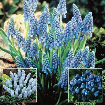 Muscari Collection