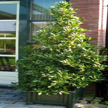 Laurus nobilis