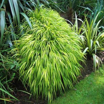 Hakonochloma macraaureola + Phormium