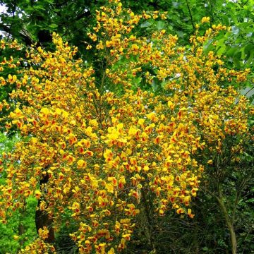 Cytisus battandierii