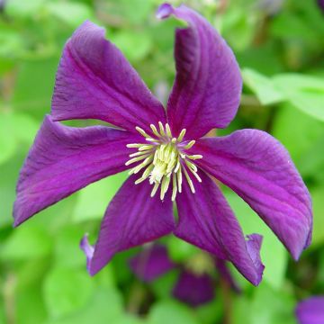 Clem. viticella Etoile Violet