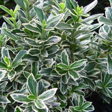 Euonymus microphyllus albovariegatus