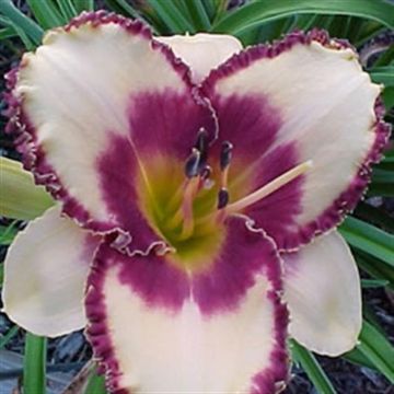 Hemerocallis Alaqua