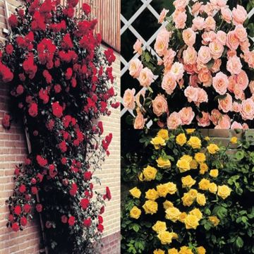 ClimbRoseCollRedPinkYellow