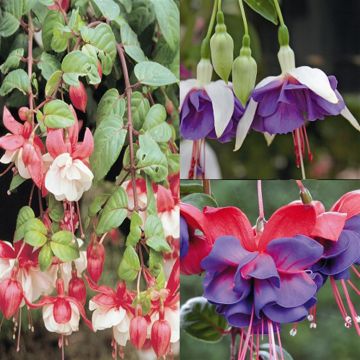 FuchsiaCollection 2