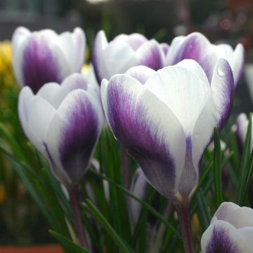Crocus Chrysanthus Prince Claus 5