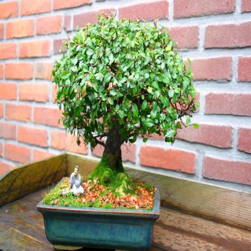 Ulmus parvofolia Broom Style 8 Years