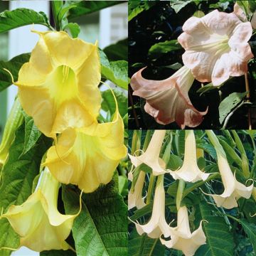 BrugmansiaCollPinkGoldenWhite
