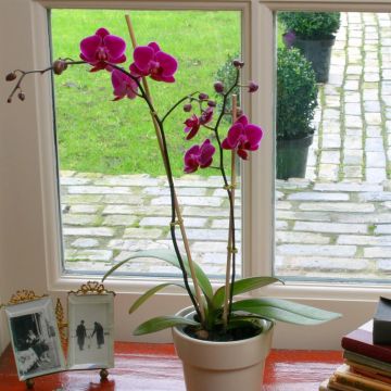 Phaleanopsis Purple