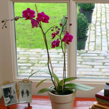Phaleanopsis Purple