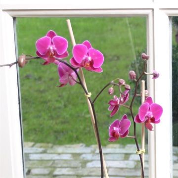 Phaleanopsis purple 2