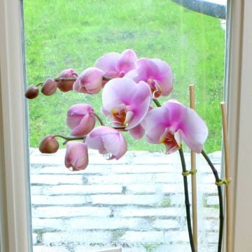 Phaleanopsis soft pink 6