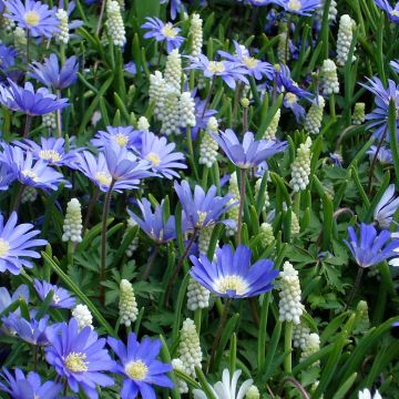 Blanda_Muscari_White
