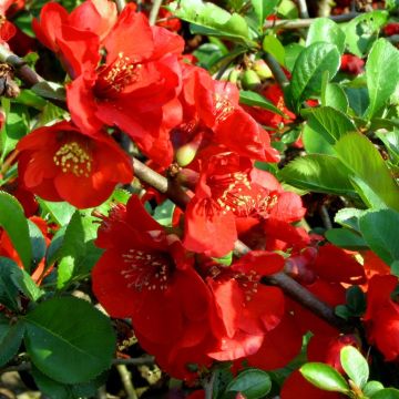 Chaenomeles superbe Nicoline 2