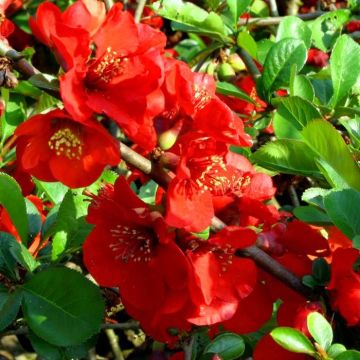 Chaenomeles superbe Nicoline 2
