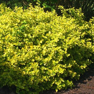 Euonymus fortuneii Emeralds Gold 2