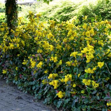 Mahonia atropurpurea hedge