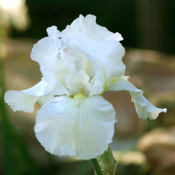 Iris barbata Inmortallity