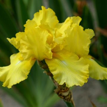 Iris barbata October Sun