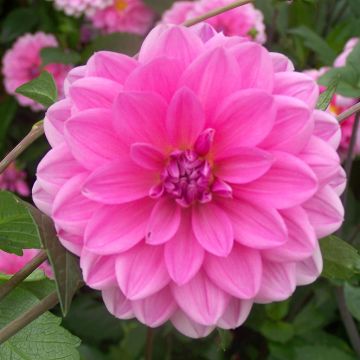 Dahlias Gerard 05