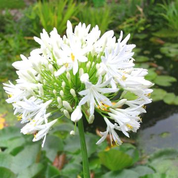 Aganpanthus White