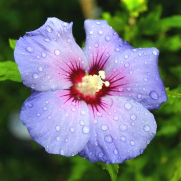 Hybiscus syriacus Blue