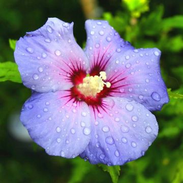 Hybiscus syriacus Blue