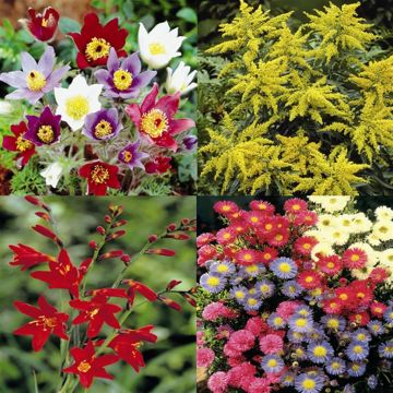 Susan's Garden