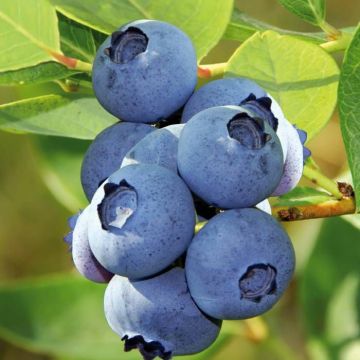 Vaccinium corymbosum Goldtraube closeup
