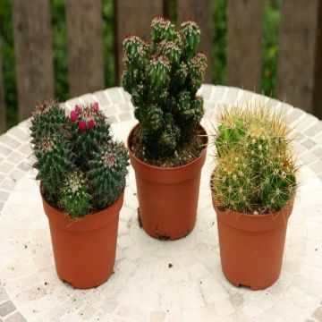 Cactus Mix B